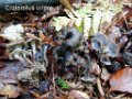 Cra-Entoloma